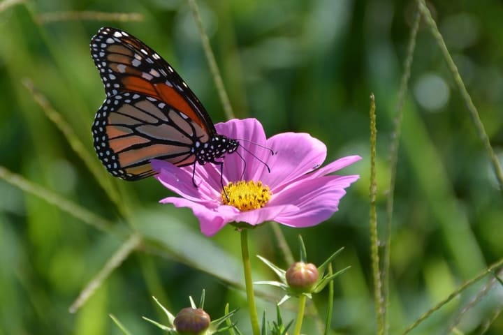 mariposa monarca en una flor de cosmos