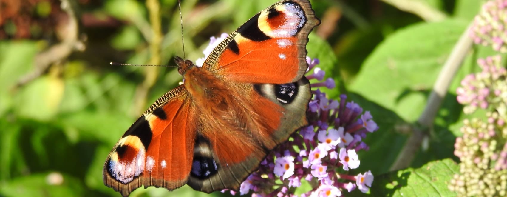 27 maravillosas flores de mariposa para un gran jardín de mariposas