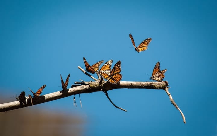 mariposa monarca descansando en una rama