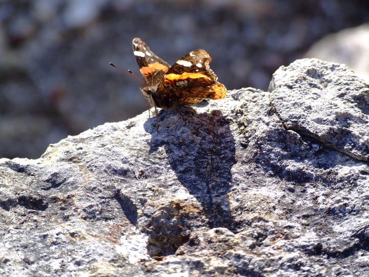 mariposa tomando el sol sobre una roca