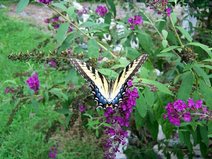 las mariposas polinizan el jardín