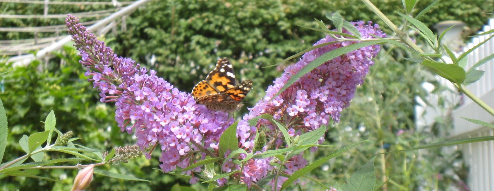 15 ideas fáciles para jardines de mariposas y guía de jardines de mariposas