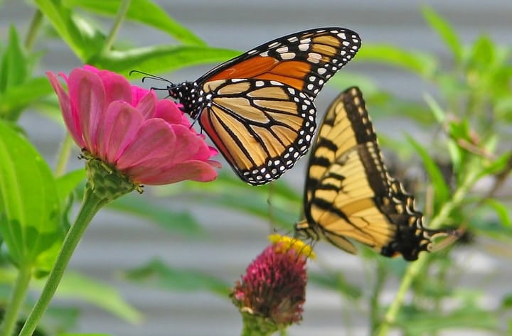 mariposas tigre y monarca en zinnias