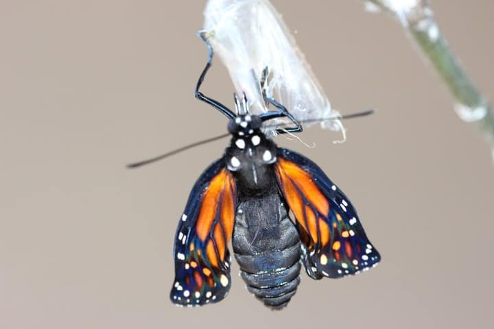 mariposa monarca emergente