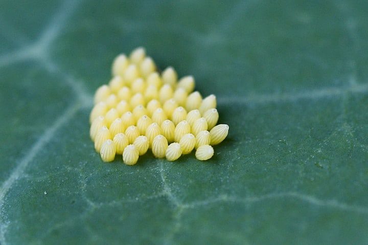 huevos de mariposa en la superficie de la hoja