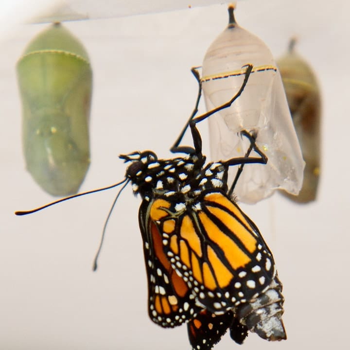 mariposa monarca saliendo de la pupa