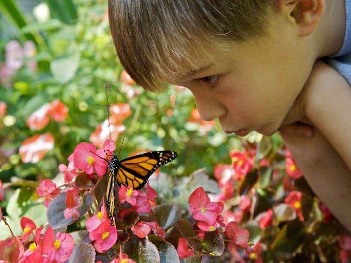 niño curioso con una mariposa