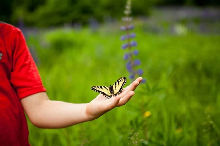mariposa en la palma de la mano de los niños