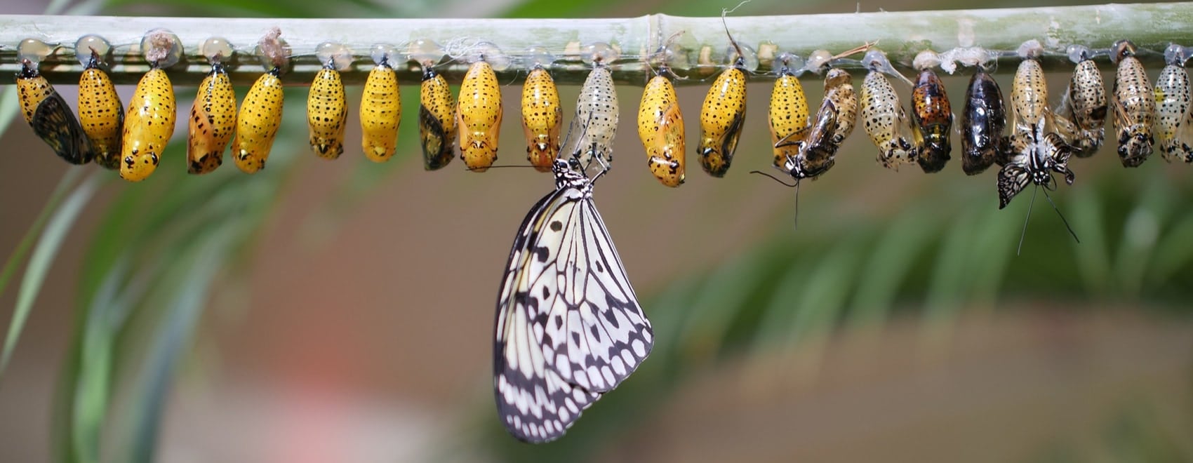 Etapas del ciclo vital de las mariposas 101 [Easy Guide for Everyone]