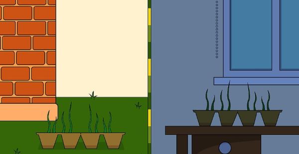 Cómo cultivar manzanilla en el interior Paso 8