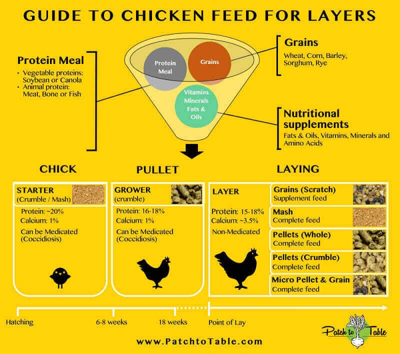 cómo alimentar a los pollos