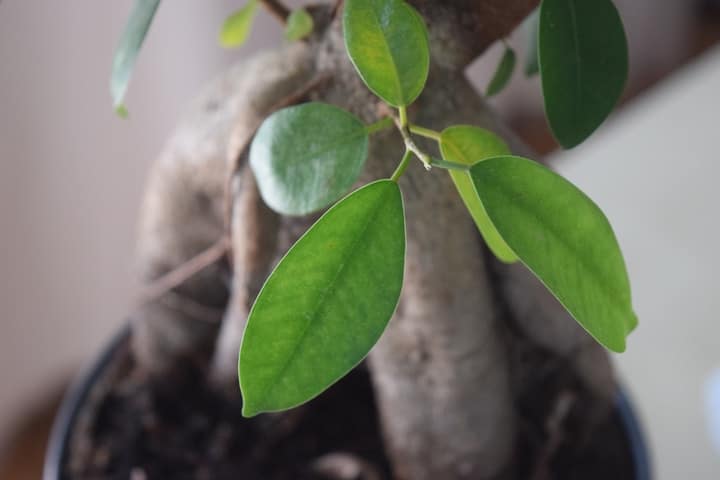 cultivar un bonsái