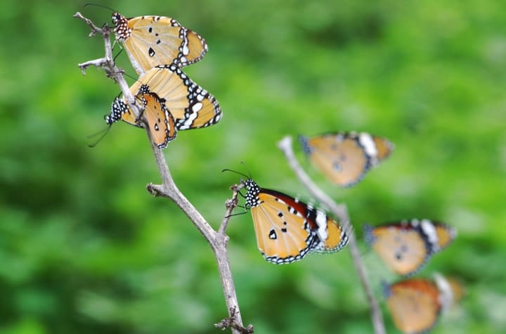 mariposas tigresas descansando en ramitas