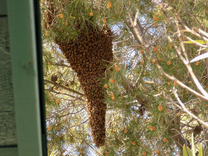 enjambre de abejas en la rama de un árbol
