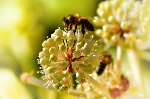 jardín amigable con las abejas