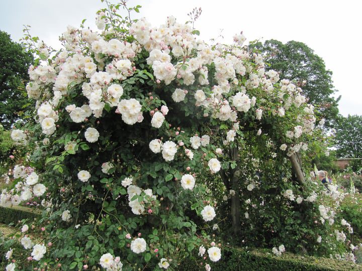 rosas blancas sobre arcos