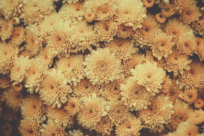 cojín de crisantemo