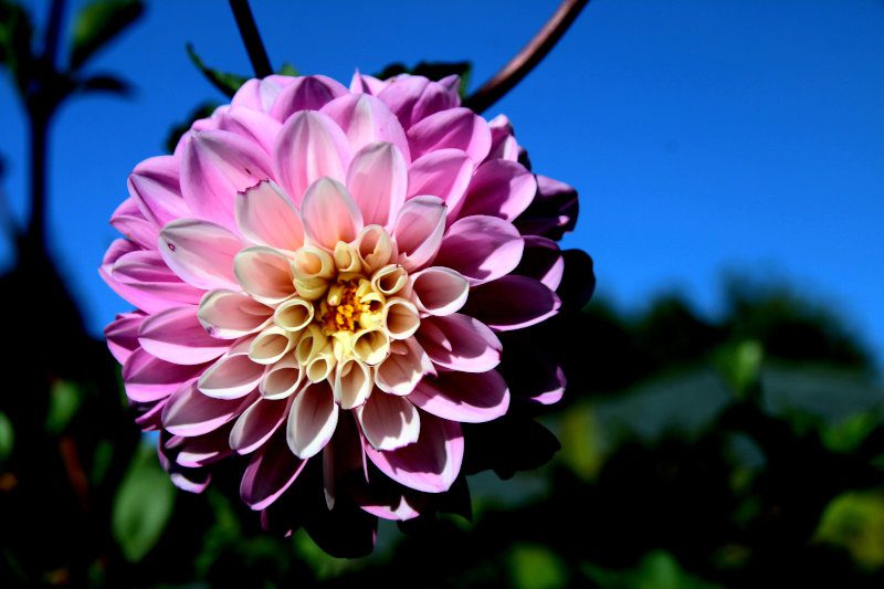 flor de crisantemo