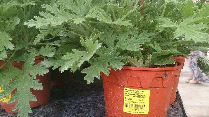 planta de citronela en maceta ideal para la jardinería de interior