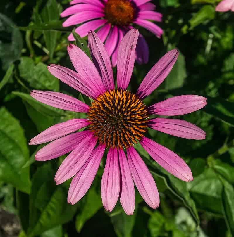 flor de margarita rosa