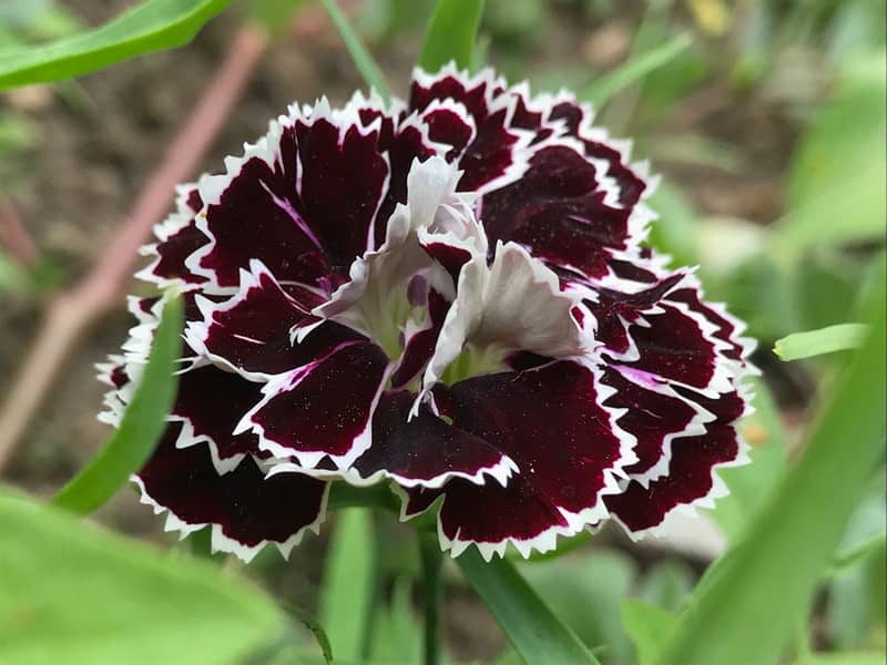 caranción negra flor de dianthus perennia