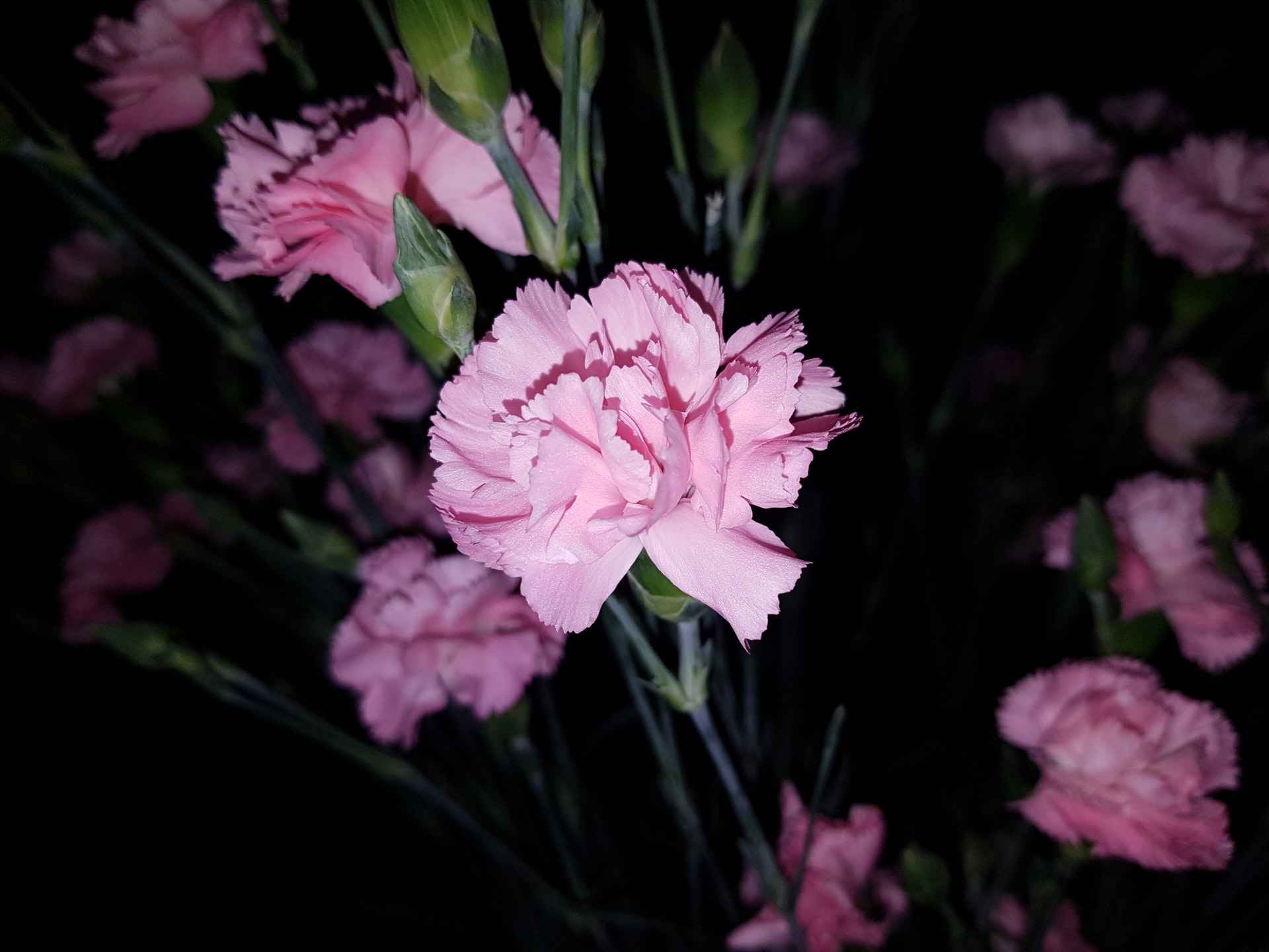 clavel rosa