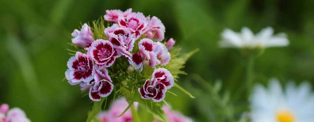 Cómo cultivar y cuidar las deslumbrantes flores de Dianthus