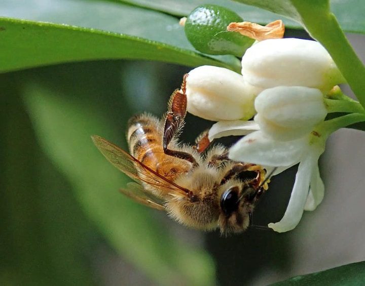 abeja en la flor de los cítricos