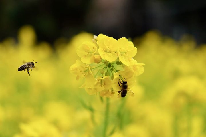 abejas en un campo de flores