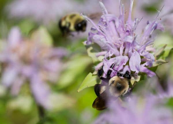 flores de bálsamo de abeja para las abejas