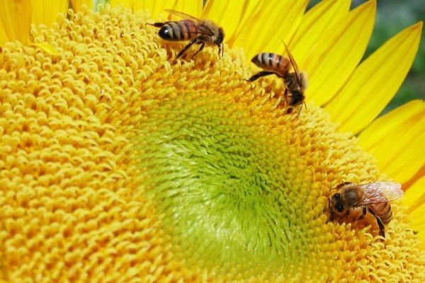 plantas para abejas solitarias