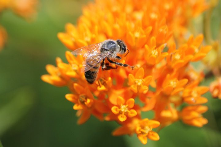 abeja en una hierba mariposa