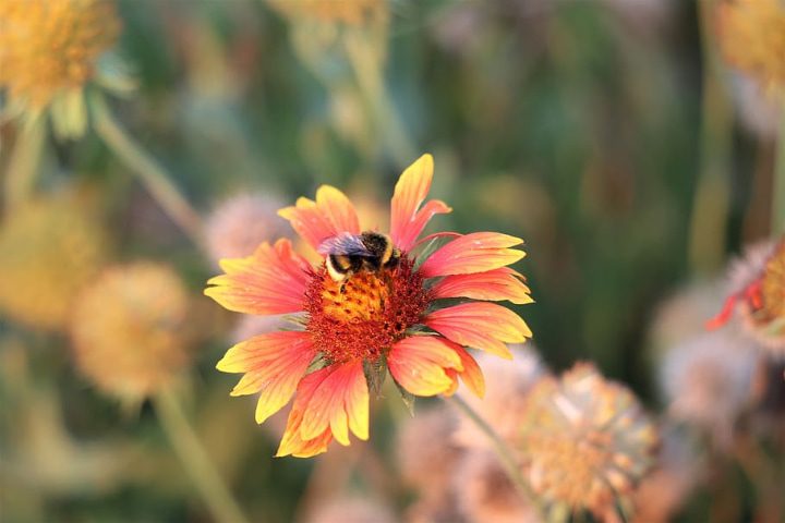 abeja en una flor de manta