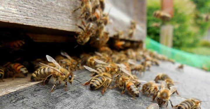 casa de las abejas sin molestar