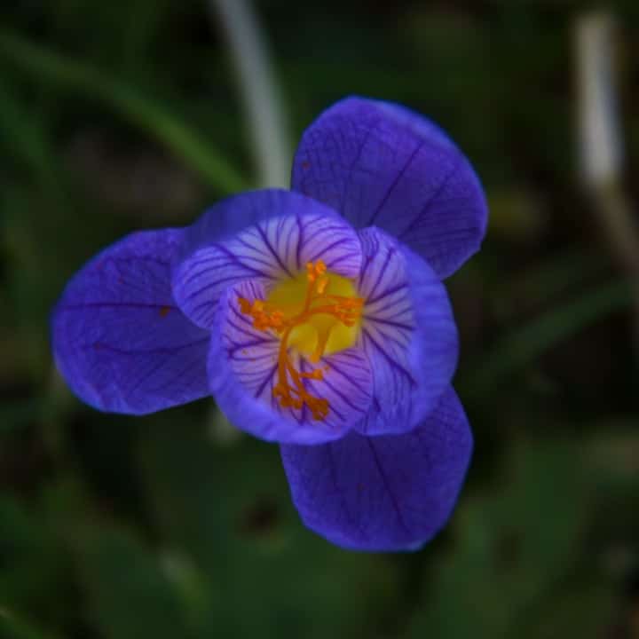flor de azafrán
