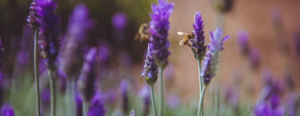12 mejores flores para las abejas y cómo crear un jardín de abejas