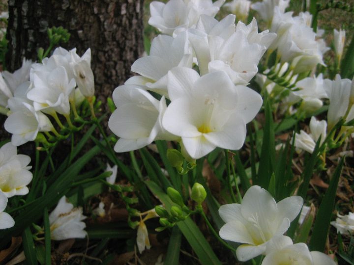 flores de fresia blanca rápida