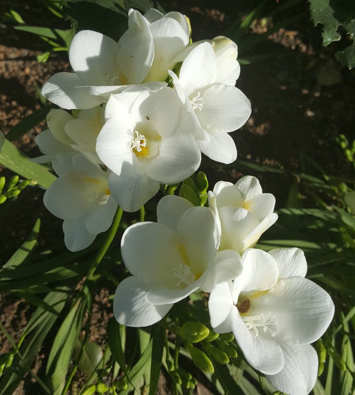 flor de fresia corbeta