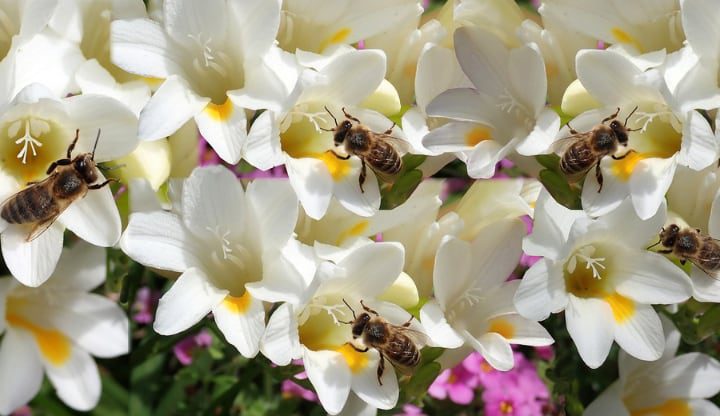 flores de fresia con abejas