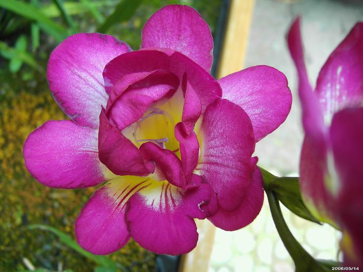 flor de fresia lluvia púrpura