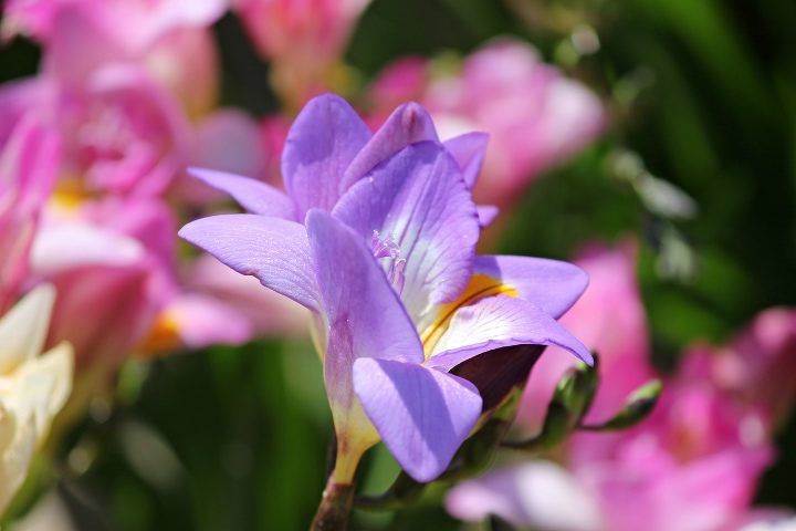 flor de fresia azul de bayou