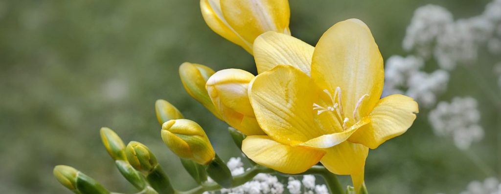 19 mejores flores de fresia y cómo cultivarlas