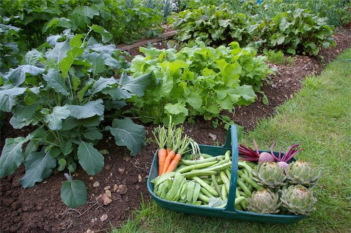 jardinería verduras beneficios para la salud