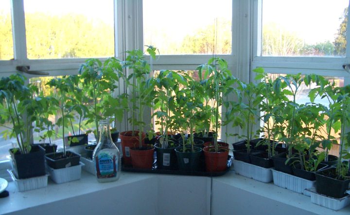 cultivar tomates en la ventana