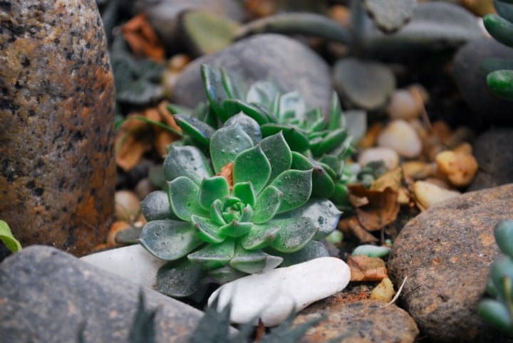 plantas suculentas con rocas