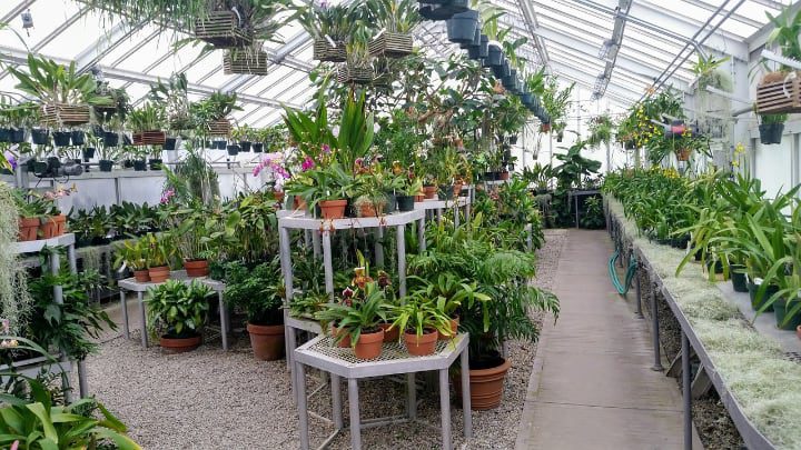invernadero para plantas ornamentales
