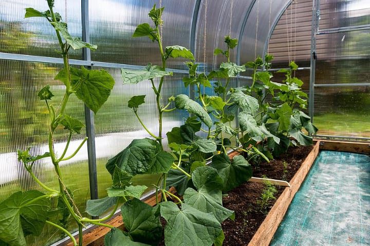 cultivo de plantas de pepino en invernadero