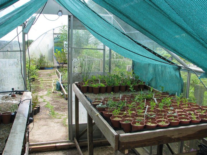 cultivar tus propios alimentos en un invernadero