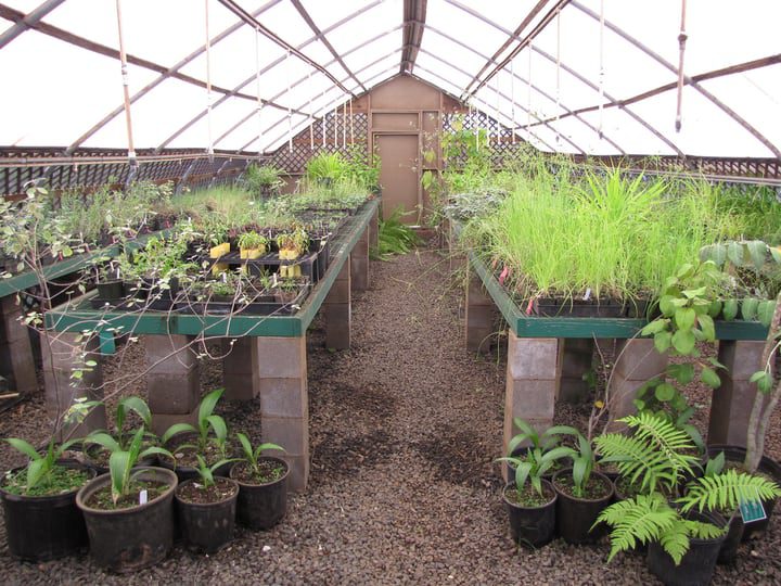 proteger las plantas de las plagas dentro de un invernadero