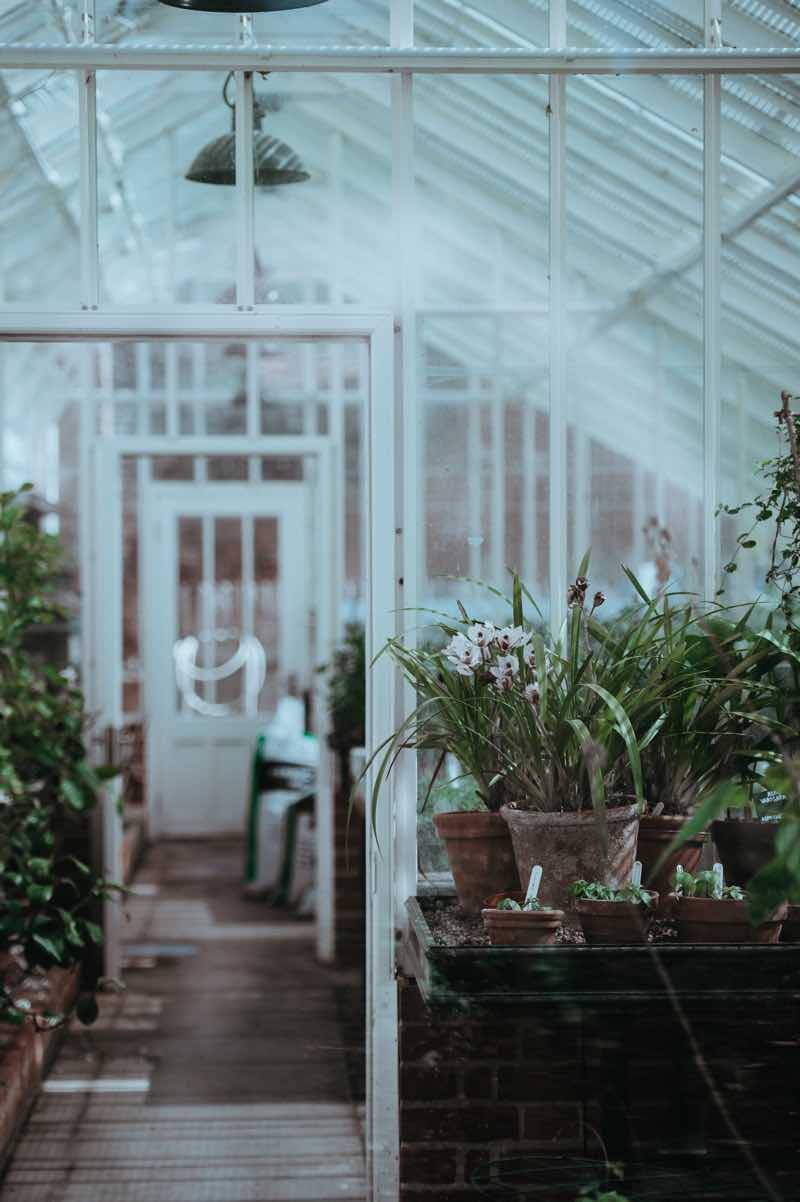 invernadero con plantas